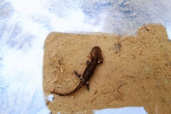 Salamandre en zone humide, Boralde-de-Saint-Chély