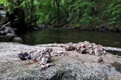 Épreinte de loutre, Boralde-de-Saint-Chély