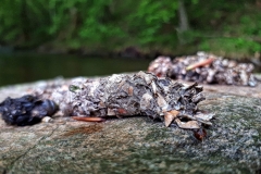 Épreinte de loutre, Boralde-de-Saint-Chély
