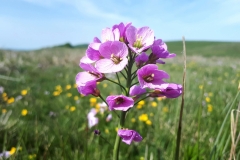 Cardamine des prés, zone humide en Aubrac