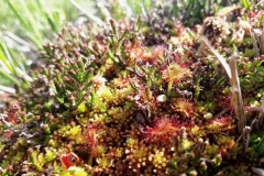 Drosera, tourbière en Aubrac
