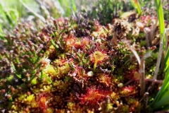 Drosera, tourbière en Aubrac