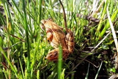 Grenouille rousse, zone humide en Aubrac