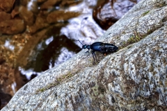 Méloé, Boralde-de-Saint-Chély