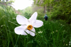 Narcisse des poètes, Boralde de Saint-Chély