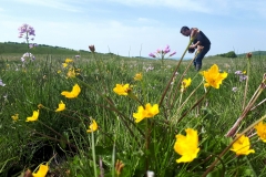 Populage des marais, zone-humide en Aubrac
