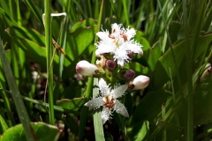Trèfle d'eau, tourbière en Aubrac