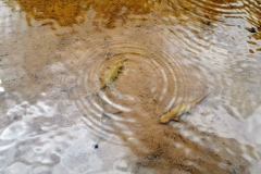 Triton commun en zone humide, Boralde de Saint-Chély