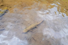 Triton commun en zone humide, Boralde de Saint-Chély