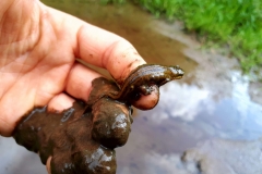 Triton commun en zone humide, Boralde de Saint-Chély