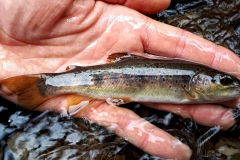 Truite fario, Boralde de Saint-Chély