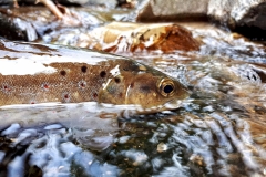 Truite fario, Boralde de Saint-Chély